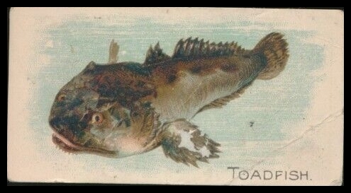 E32 Toadfish.jpg